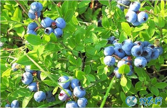 怎么种蓝莓