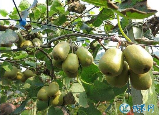 猕猴桃怎么种植、红阳猕猴桃栽培技术要点