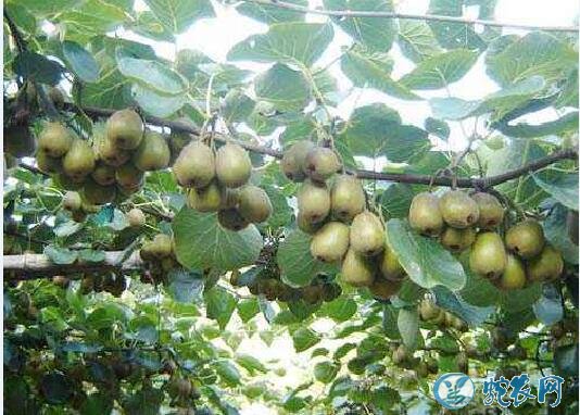 猕猴桃怎么种植、红阳猕猴桃栽培技术要点