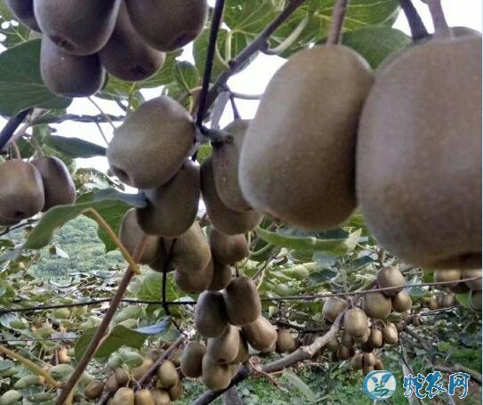 猕猴桃怎么种植、红阳猕猴桃栽培技术要点