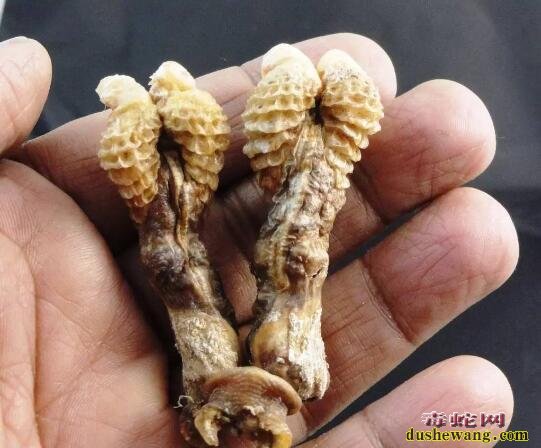 巨蜥半阴茎成黑市爆款!巨蜥鞭究竟有什么用?
