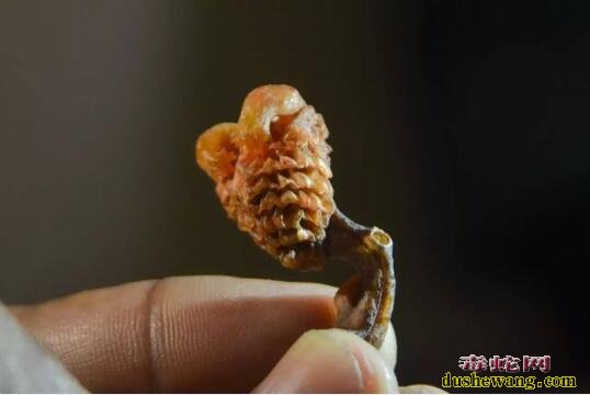 巨蜥半阴茎成黑市爆款!巨蜥鞭究竟有什么用?
