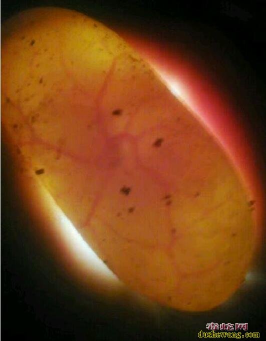 死胎水律蛇蛋图片