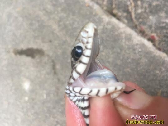 图说养蛇:蛇109号综合症蛇解剖特征分享!