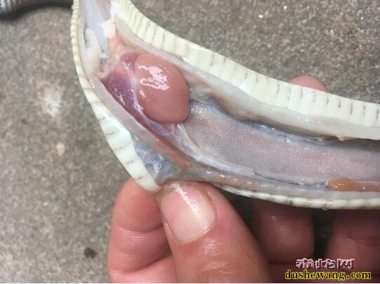图说养蛇:蛇109号综合症蛇解剖特征分享!