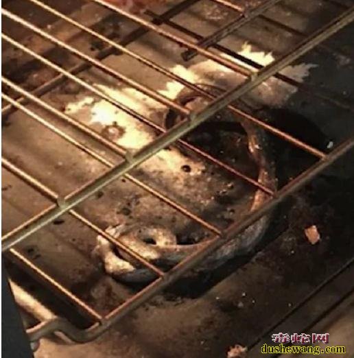 恶心!美国主妇烤披萨时闻到异味!原来烤焦了一条蛇!