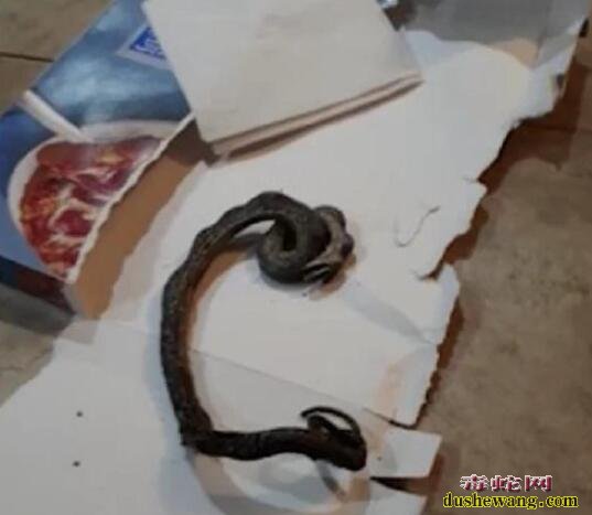 恶心!美国主妇烤披萨时闻到异味!原来烤焦了一条蛇!