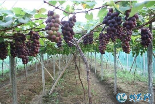 种葡萄怎么种？葡萄种植地块的选择要点！