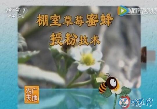 温室草莓蜜蜂授粉技术、大棚草莓蜜蜂授粉方法【视频】
