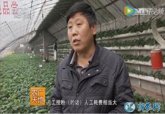 温室草莓蜜蜂授粉技术、大棚草莓蜜蜂授粉方法【视频】