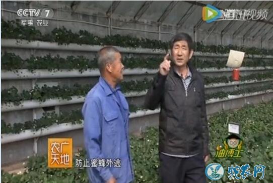 温室草莓蜜蜂授粉技术、大棚草莓蜜蜂授粉方法【视频】