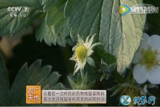 温室草莓蜜蜂授粉技术、大棚草莓蜜蜂授粉方法【视频】