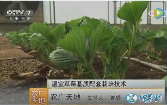 温室栽培草莓技术、温室草莓基质种植方法