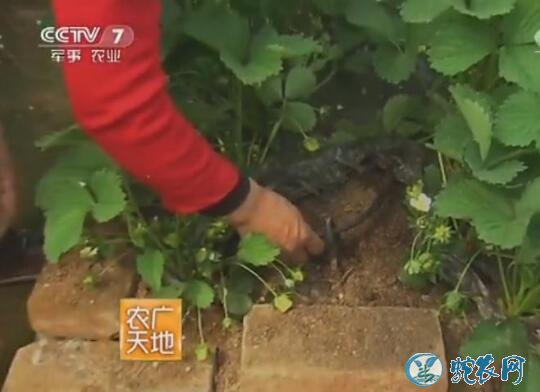 温室栽培草莓技术、温室草莓基质种植方法