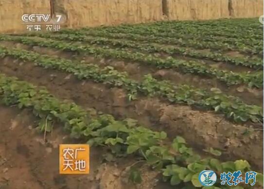 温室栽培草莓技术、温室草莓基质种植方法