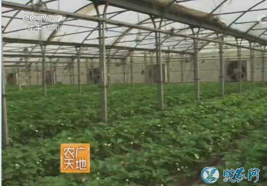 温室栽培草莓技术、温室草莓基质种植方法