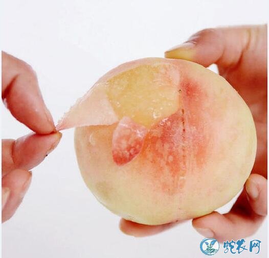 水蜜桃品种、水蜜桃的品种分类、有哪些新品种？