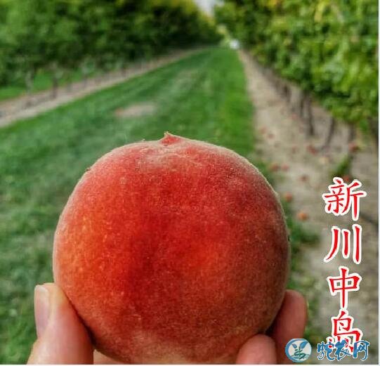 水蜜桃品种、水蜜桃的品种分类、有哪些新品种？