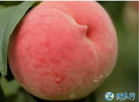 水蜜桃品种、水蜜桃的品种分类、有哪些新品种？