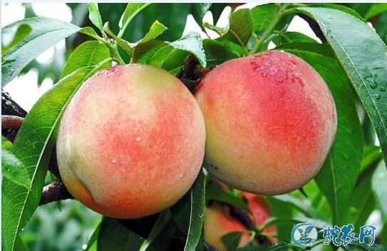 水蜜桃品种、水蜜桃的品种分类、有哪些新品种？