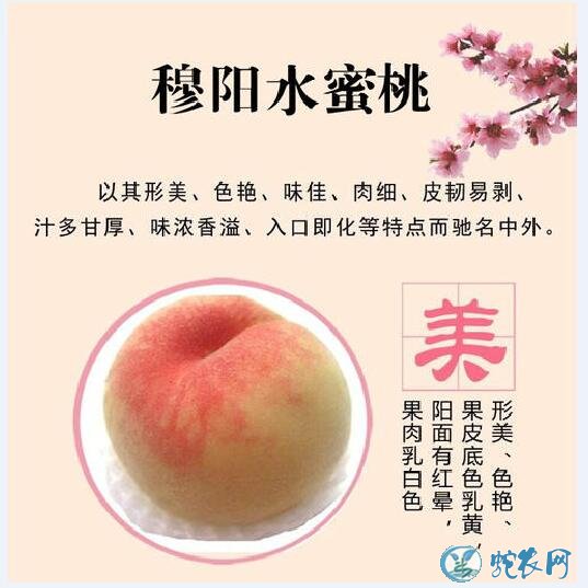 水蜜桃品种、水蜜桃的品种分类、有哪些新品种？