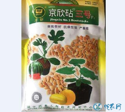 甜瓜嫁接技术、甜瓜嫁接用的砧木都有哪些品种?
