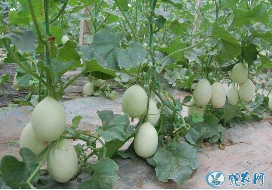 怎么种香瓜？甜瓜施肥需要注意哪些问题？