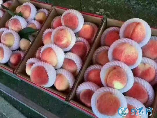 水蜜桃怎么保存?桃子保存需要注意一下六点才能放的更久!