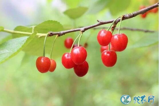 大樱桃品种、智利甜樱桃种植效益及栽培模式介绍!