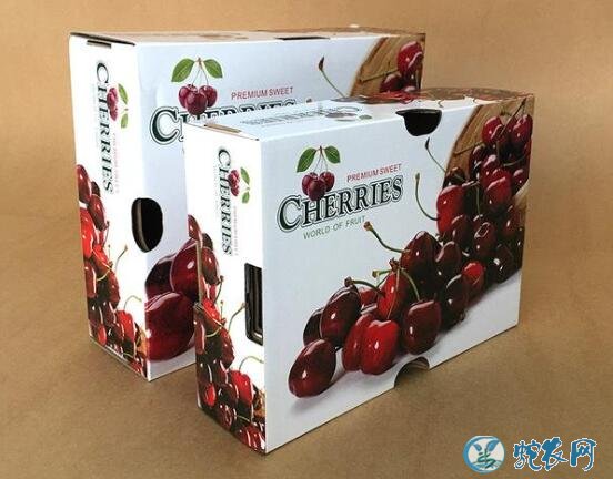 大樱桃品种、智利甜樱桃种植效益及栽培模式介绍！
