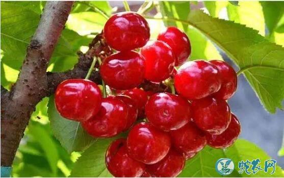 大樱桃品种、智利甜樱桃种植效益及栽培模式介绍!