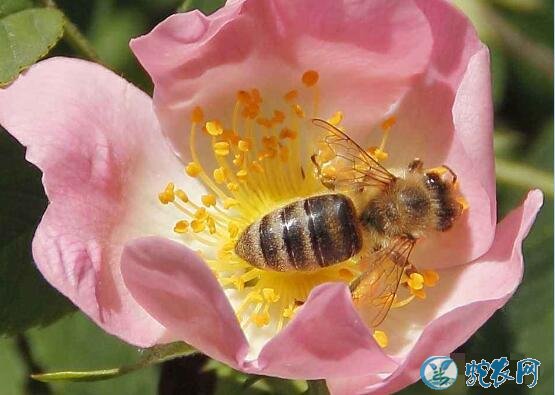 大樱桃种植、大樱桃壁蜂授粉技术要点!