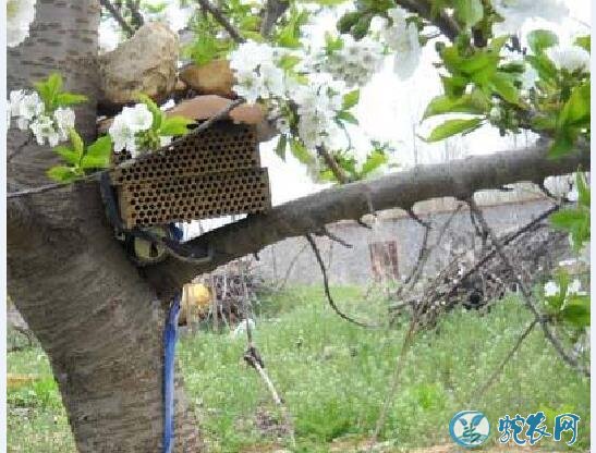 大樱桃种植、大樱桃壁蜂授粉技术要点!