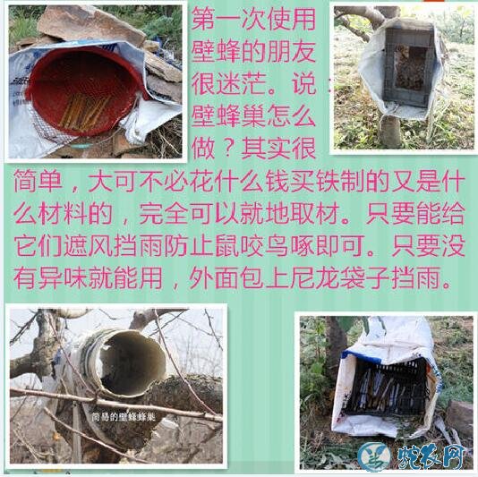大樱桃种植,大樱桃壁蜂授粉技术要点!