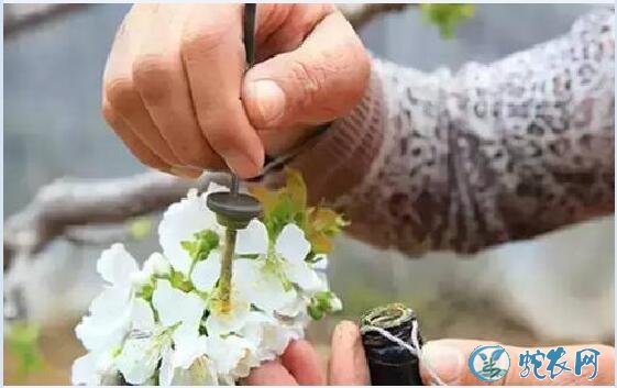 大樱桃种植、大樱桃壁蜂授粉技术要点!