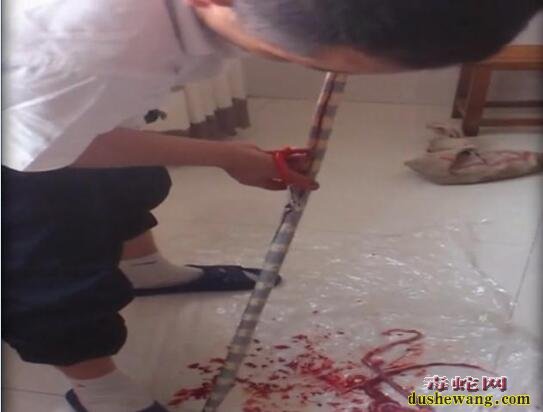 实拍:广西岑溪人专业泡蛇酒制作过程!