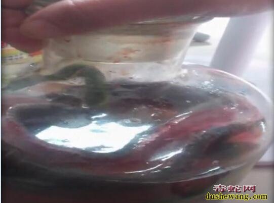 实拍:广西岑溪人专业泡蛇酒制作过程!