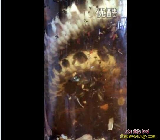 实拍:1.9公斤巨毒五步蛇泡酒全过程!