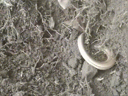 浙江男子一锄头挖出条“怪物”！脆蛇蜥究竟是怎样的一个动物？