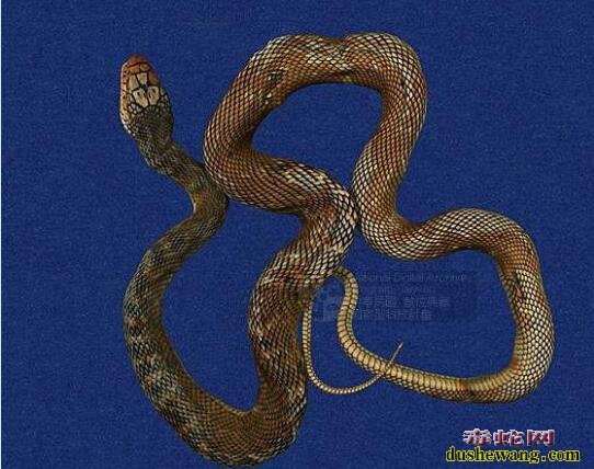 馆藏蛇亚目标本图系列：臭青公、锦蛇、拟龟壳花、水蛇、唐水蛇标本图集