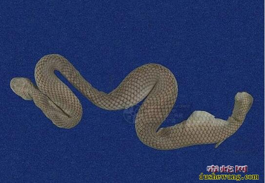 馆藏蛇亚目标本图系列：臭青公、锦蛇、拟龟壳花、水蛇、唐水蛇标本图集