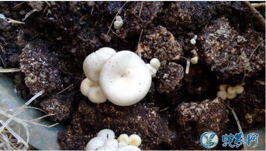 蘑菇的种植、蘑菇栽培配方的设计原则！