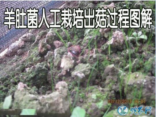 羊肚菌人工栽培、羊肚菌人工栽培出菇过程图解!