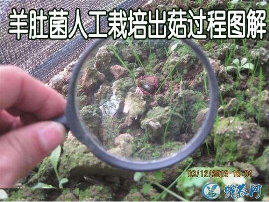 羊肚菌人工栽培、羊肚菌人工栽培出菇过程图解!