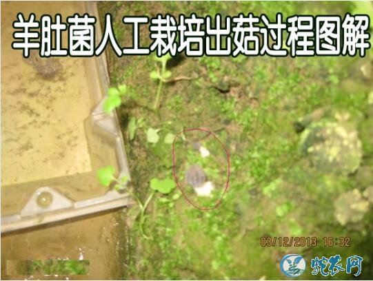 羊肚菌人工栽培、羊肚菌人工栽培出菇过程图解!