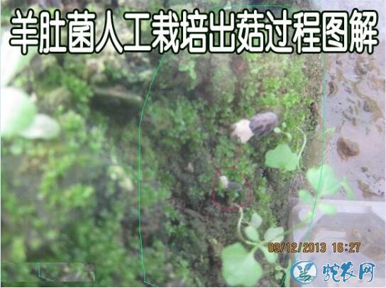 羊肚菌人工栽培、羊肚菌人工栽培出菇过程图解!