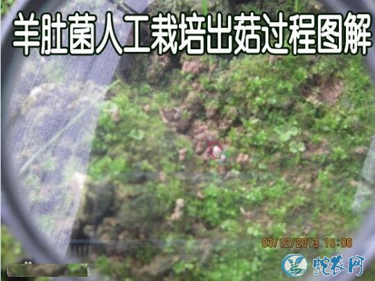 羊肚菌人工栽培、羊肚菌人工栽培出菇过程图解!