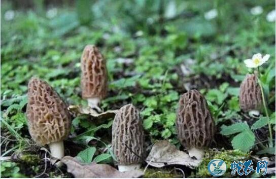 怎么种植羊肚菌?专家告诉你如何防治羊肚菌的跳虫虫害!