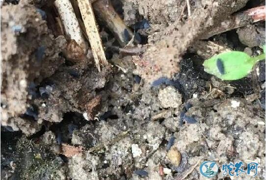 怎么种植羊肚菌?专家告诉你如何防治羊肚菌的跳虫虫害!