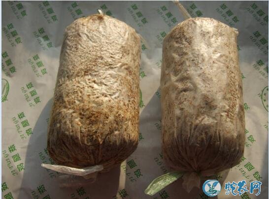 怎样种蘑菇?袋栽蘑菇如何降低染菌率?配方很重要!